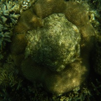 Gaya Island: Underwater Rafflesia?